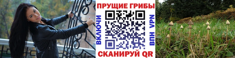 Галлюциногенные грибы мухоморы  Гатчина 